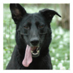 Black Shepherd Invitations