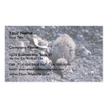 Black skimmer chick and egg in nest business card