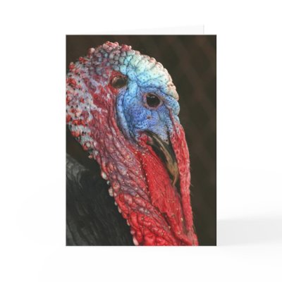 Black Spanish Heritage Turkey ~ Notecard by Classic_Cat