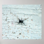 Black Spider Poster