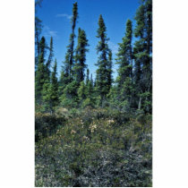 Black spruce forest and ledum photo cut outs