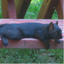 Black Squirrel Photo Sculpture