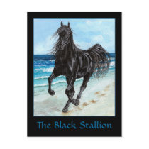 Black Stallion Arabian horse postcard