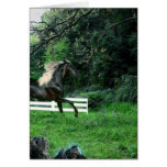 Black Stallion Cards