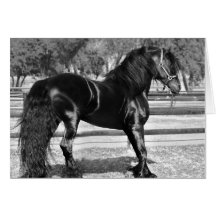 Black stallion horse greeting cards