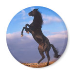Black Stallion Fridge Magnets