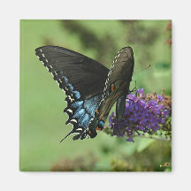 Black Swallowtail 9.05-1 Magnets