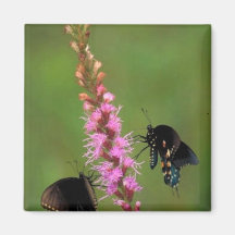 Black swallowtail and Pipevine swallowtail Magnets