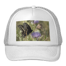 Black Swallowtail Butterfly Baseball Hat