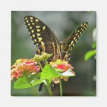 Black Swallowtail Butterfly Magnet