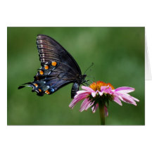 Black Swallowtail Butterfly on Coneflower Cards