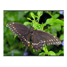 Black Swallowtail Butterfly Post Card