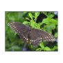Black Swallowtail Butterfly Post Card