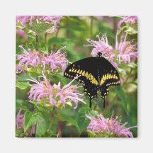 Black swallowtail magnets