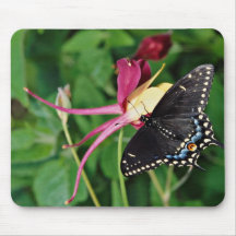 Black swallowtail on columbine flower, Ontario, Ca Mouse Pad