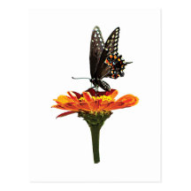 Black Swallowtail on Orange Zinnia Postcard