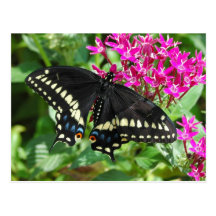Black Swallowtail Postcard