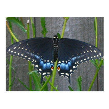 BLACK SWALLOWTAIL postcard