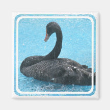 Black Swan Magnet