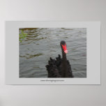 Black Swan Poster