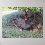 Black Swan with Egg Posters