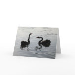 Black Swans Greeting cards