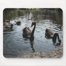 Black Swans Mouse Pad