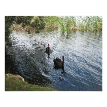 Black Swans, Perth Invitations