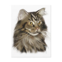 Black Tabby Maine Coon Cat Postcard