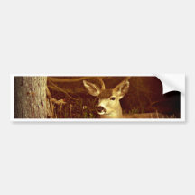 Black Tail Buck Bumper Stickers