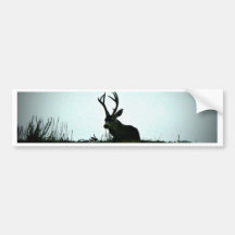 Black Tail Buck Bumper Stickers