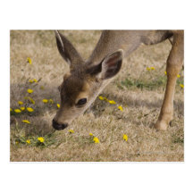 Black-tailed Deer (Odocoileus hemionus) grazing Postcard