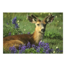 Black-tailed Deer, Odocoileus hemionus), in Photograph