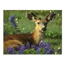 Black-tailed Deer, Odocoileus hemionus), in Post Cards