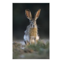Black-tailed Jackrabbit, Lepus californicus, 2 Photo Art