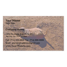 Black-tailed prairie dog business card
