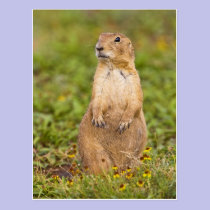 Black-tailed Prairie Dog Cynomys postcards