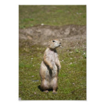 Black-tailed Prairie Dog Photo Print