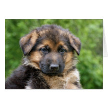 Black & Tan Puppy 2 Card