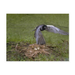 Black Tern flying over nest Post Cards