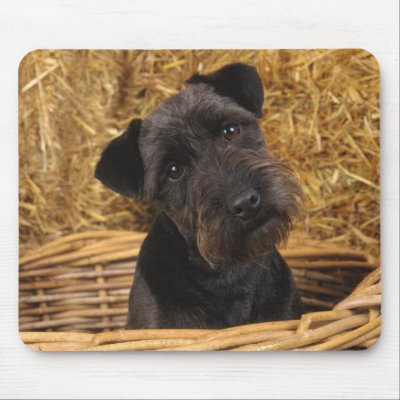 Black Terrier by MuseMagic