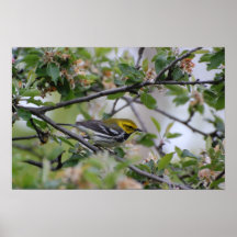 Black throated green warbler posters