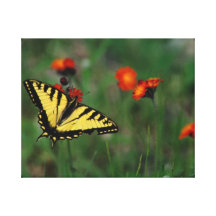 Black Tiger Butterfly Wrapped Canvas Art Gallery Wrap Canvas