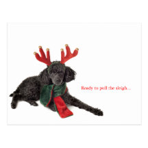 Black toy poodle with reindeer antlers post card