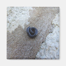 Black Twisted Caterpillar On The Rock Magnet