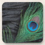 Black Velvet Peacock Feather Still Life Coaster