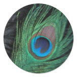 Black Velvet Peacock Feather Still Life Sticker