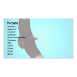 Black vulture, in flight business cards