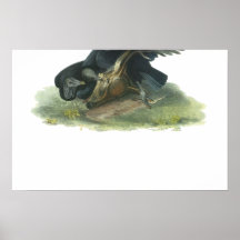 Black Vulture, John Audubon Print