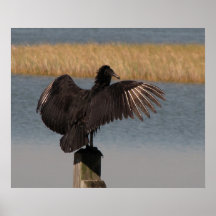 Black Vulture Posters